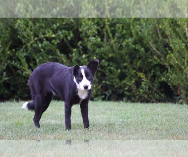 Medium Photo #3 Border Collie Puppy For Sale in Highland, IL, USA