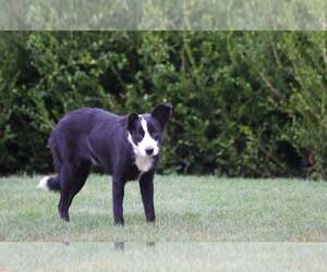 Tana - Female Border Collie Dog for Adoption - Photo #3