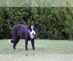 Small Photo #3 Border Collie Puppy For Sale in Highland, IL, USA