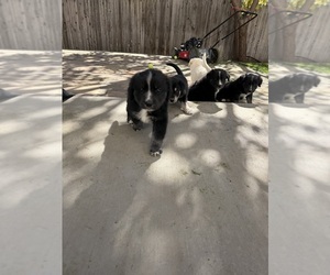 Golden Retriever-Huskies Mix Puppy for sale in FORT COLLINS, CO, USA