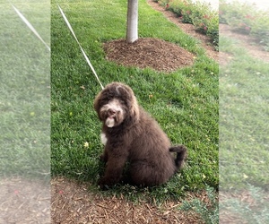 Bernedoodle Puppy for sale in WORDEN, IL, USA