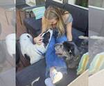 Small #4 Border Collie Mix