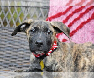 Mutt Dogs for adoption in Sandy, UT, USA