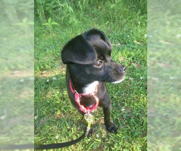 Medium Photo #4 Chihuahua-Unknown Mix Puppy For Sale in WESTHAMPTON, MA, USA