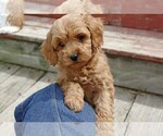 Small Photo #7 Cocker Spaniel-Poodle (Miniature) Mix Puppy For Sale in SALEM, MO, USA