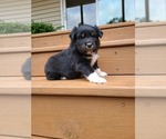 Small Photo #4 Miniature Australian Shepherd Puppy For Sale in DAWSON, GA, USA
