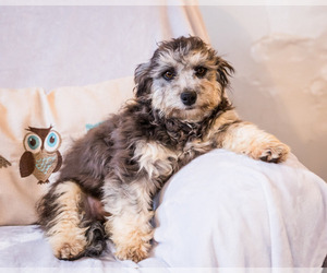 Cairn Terrier-Poo-Shi Mix Puppy for sale in WAKARUSA, IN, USA