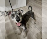 Small #1 Mutt