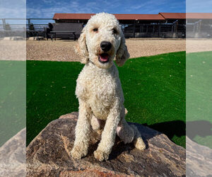 Father of the Labradoodle puppies born on 10/31/2025