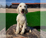 Small Photo #1 Labradoodle Puppy For Sale in LAS VEGAS, NV, USA