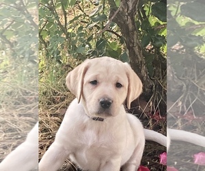 Labrador Retriever Puppy for sale in MOYERS, OK, USA
