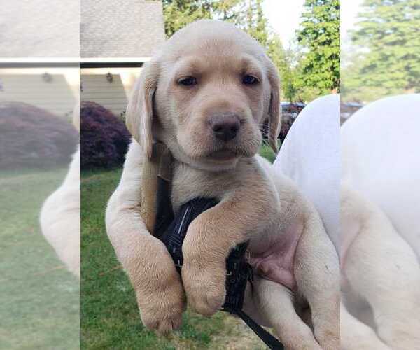 Medium Photo #7 Labrador Retriever Puppy For Sale in OLYMPIA, WA, USA