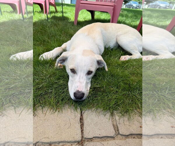 Medium Photo #6 Labrador Retriever-Unknown Mix Puppy For Sale in Alexander, AR, USA