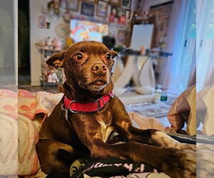 Nixie (WA) - Female Rat Terrier-Unknown Mix Dog for Adoption - Photo #2