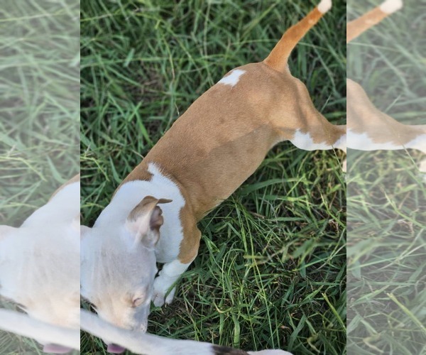 Medium Photo #22 American Pit Bull Terrier-Unknown Mix Puppy For Sale in Wakefield, RI, USA