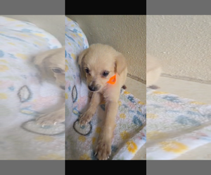 Chihuahua-Unknown Mix Dogs for adoption in Virginia Beach, VA, USA