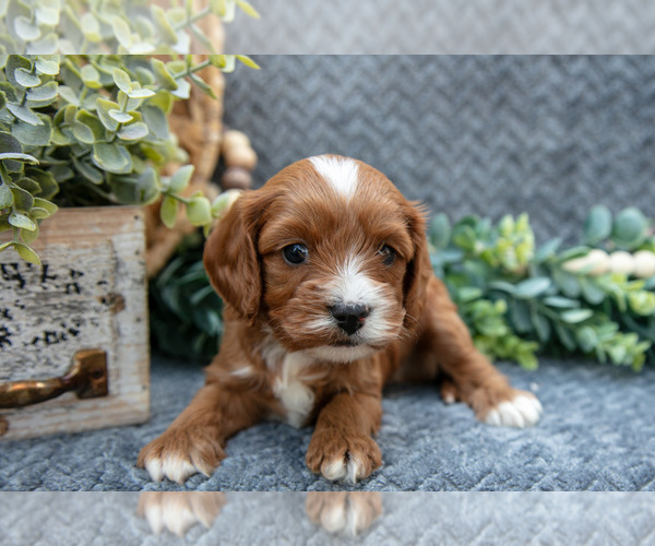 Medium Photo #3 Cavapoo Puppy For Sale in SHIPSHEWANA, IN, USA