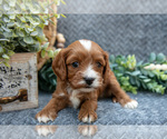 Small #2 Cavapoo