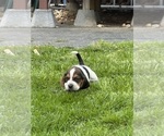 Puppy Lady Runt Basset Hound