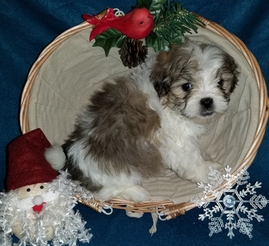 Medium Photo #1 Mal-Shi Puppy For Sale in ANDERSON, AL, USA