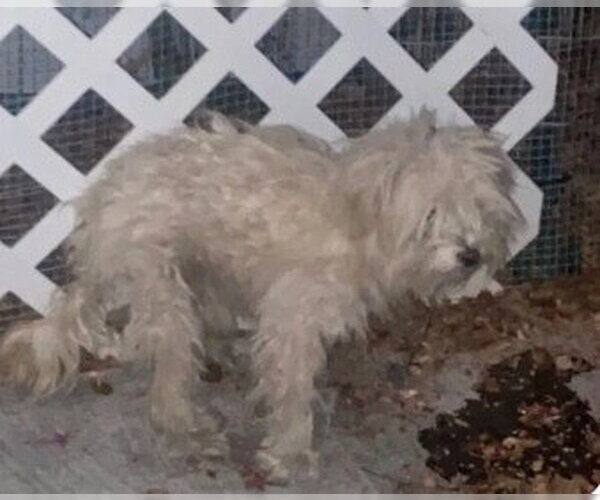 Medium Photo #1 Maltese Puppy For Sale in Tracy, CA, USA