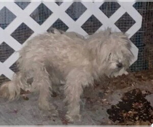 Maltese Dogs for adoption in Tracy, CA, USA