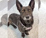 Small #2 German Shepherd Dog-Pembroke Welsh Corgi Mix