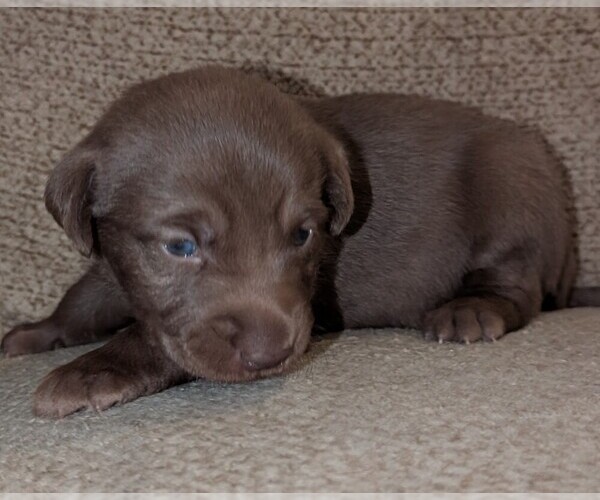 Medium Photo #1 Labrador Retriever Puppy For Sale in SEALY, TX, USA