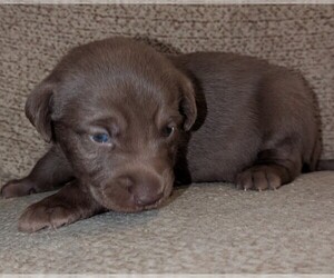 Labrador Retriever Puppy for sale in SEALY, TX, USA