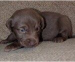 Small Labrador Retriever