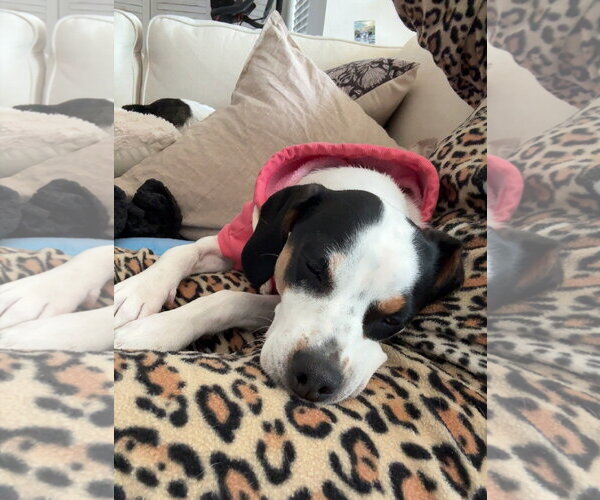 Medium Photo #4 Beagle-Unknown Mix Puppy For Sale in Arlington, VA, USA