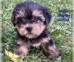 Puppy Bingo Shorkie Tzu