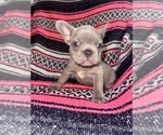 Puppy Rosie French Bulldog