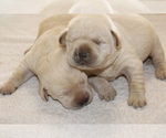 Small Photo #6 Labrador Retriever Puppy For Sale in BARDSTOWN, KY, USA
