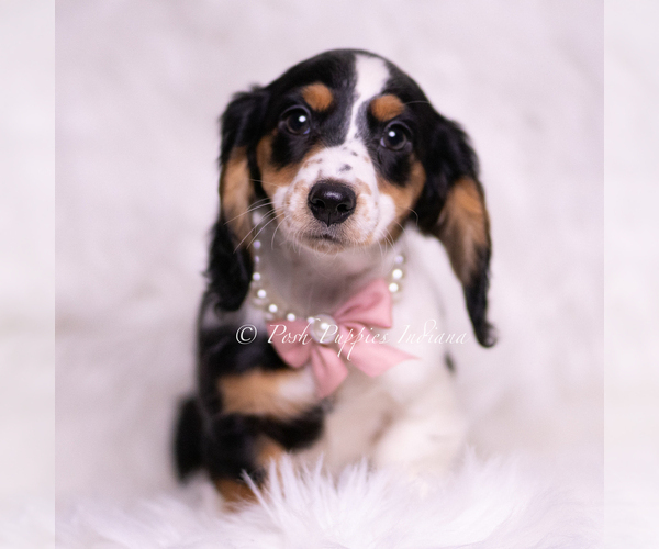 Medium Photo #95 Dachshund Puppy For Sale in WARSAW, IN, USA