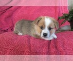 Small Photo #5 Pembroke Welsh Corgi Puppy For Sale in NORWOOD, MO, USA