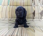 Puppy Scottie Cock-A-Poo