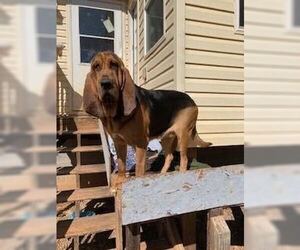 Copper - Male Bloodhound-Unknown Mix Dog for Adoption - Photo #2