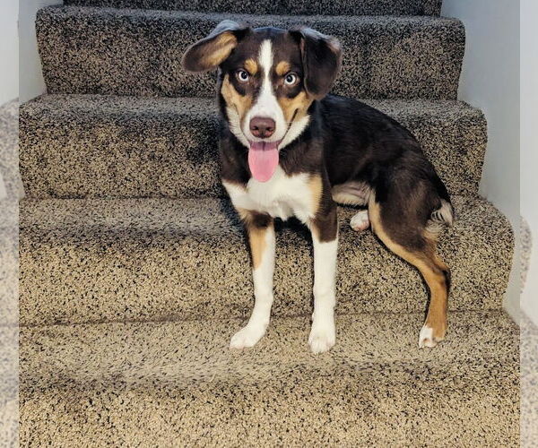 Medium Photo #3 Border-Aussie Puppy For Sale in Princeton, MN, USA