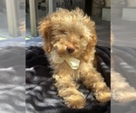 Small Photo #7 Goldendoodle mix (+ Poodle Miniature) Puppy For Sale in MENIFEE, CA, USA