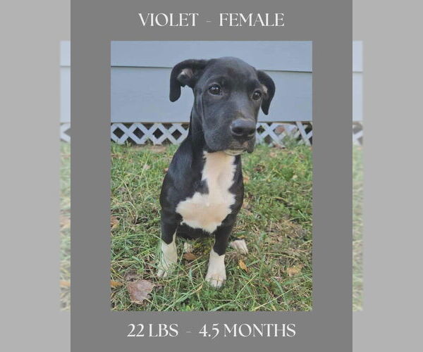 Medium Photo #4 Labrador Retriever Puppy For Sale in FRAMINGHAM, MA, USA