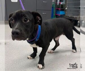 Scooby Doo - Male Dachshund-Unknown Mix Dog for Adoption - Photo #3