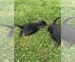 Small #1 Labrador Retriever