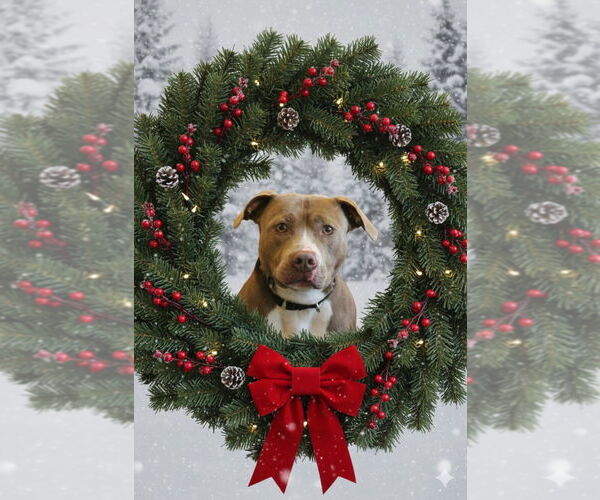 Medium Photo #1 Mutt Puppy For Sale in Chestertown, MD, USA