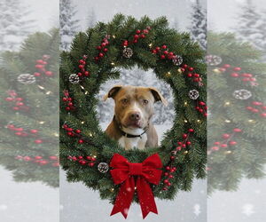 Mutt Dogs for adoption in Chestertown, MD, USA