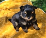 Small #1 Pomeranian