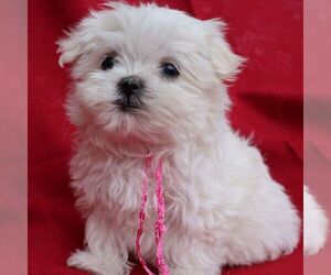 Maltese Puppy for sale in GREENVILLE, PA, USA