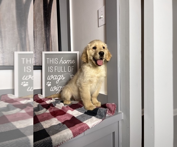 Medium Photo #1 Golden Retriever Puppy For Sale in FRANKLIN, IN, USA