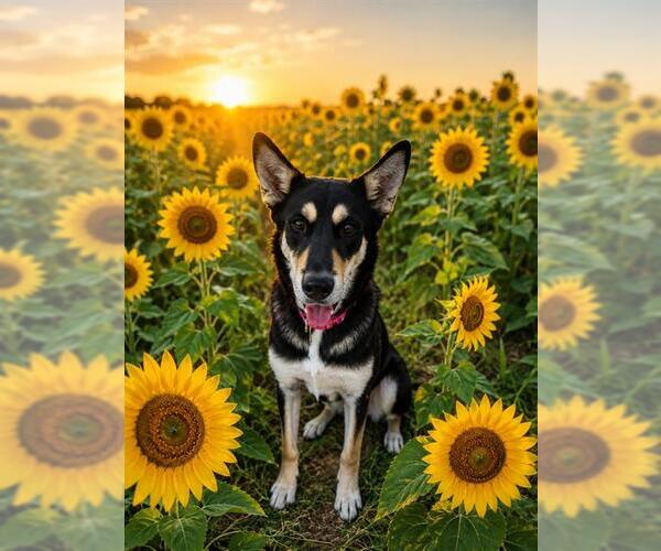 Medium Photo #1 German Shepherd Dog-Unknown Mix Puppy For Sale in Globe, AZ, USA