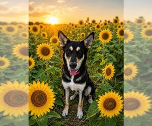 German Shepherd Dog-Unknown Mix Dogs for adoption in Globe, AZ, USA